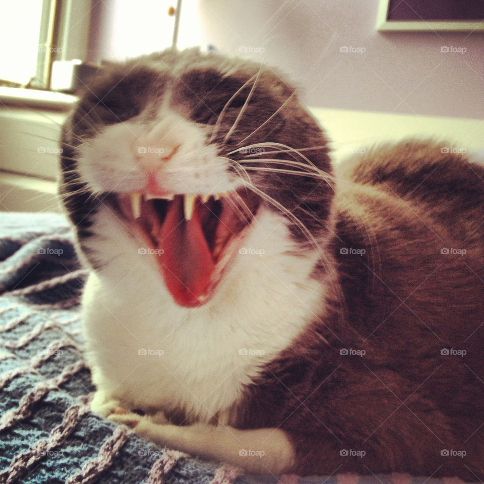 Rare shot of a cat in mid yawn