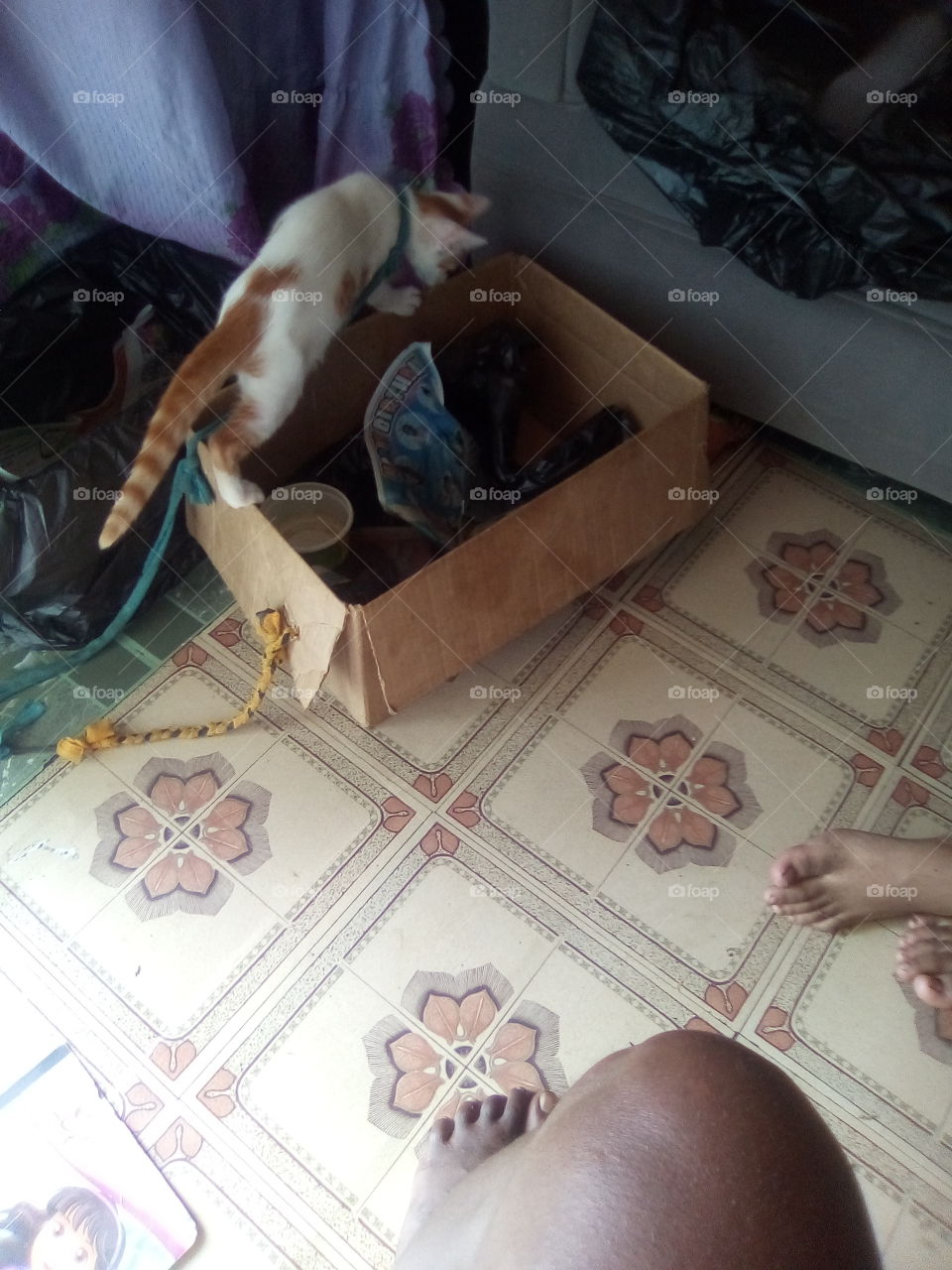 my cat misses one of the most beautiful cat you will ever see have you ever see a cat walk on the age of a book.