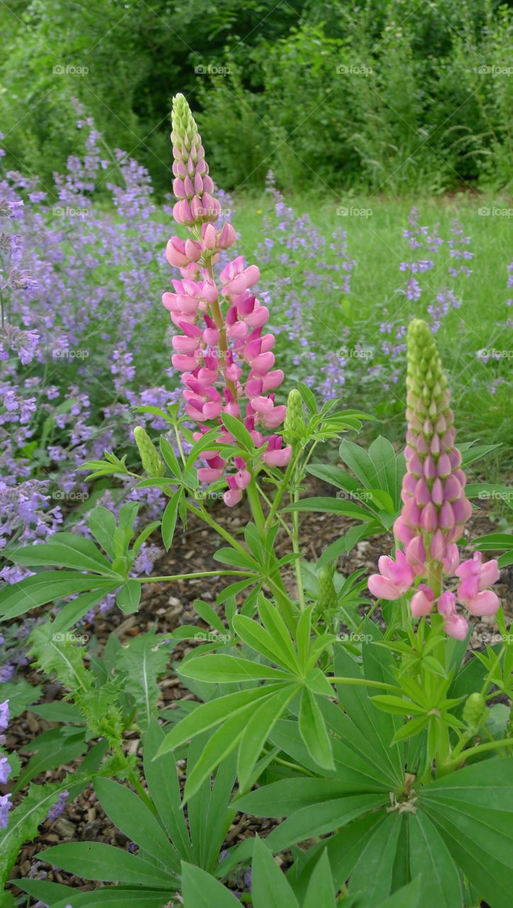 Blumen Sommer grün lila