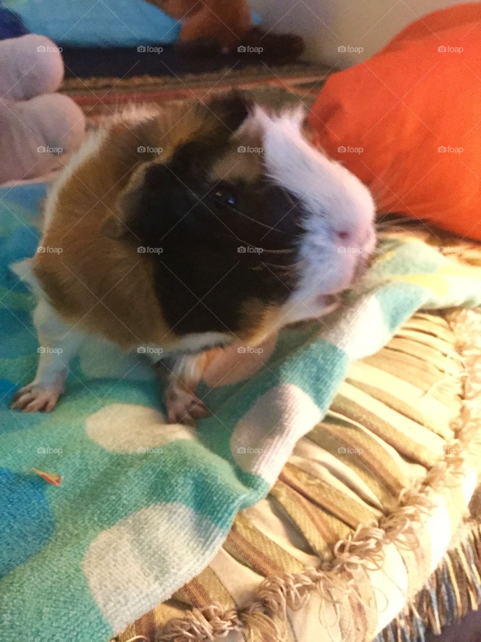 Curious and mischievous guinea pig Sammy   