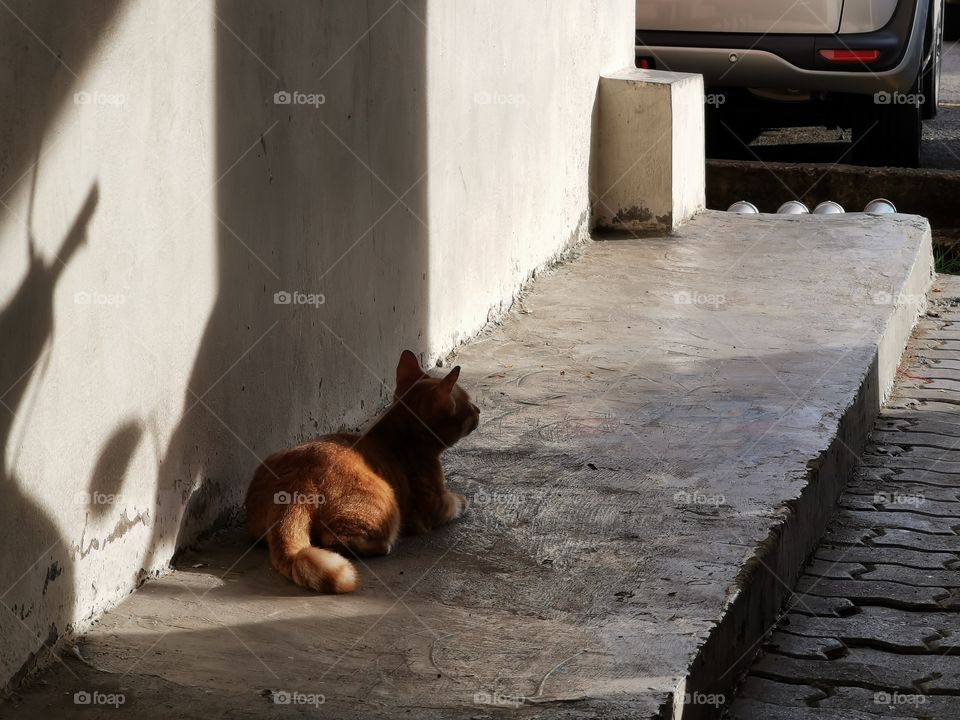 Street cat