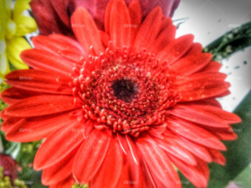 Beautyfull macro shots