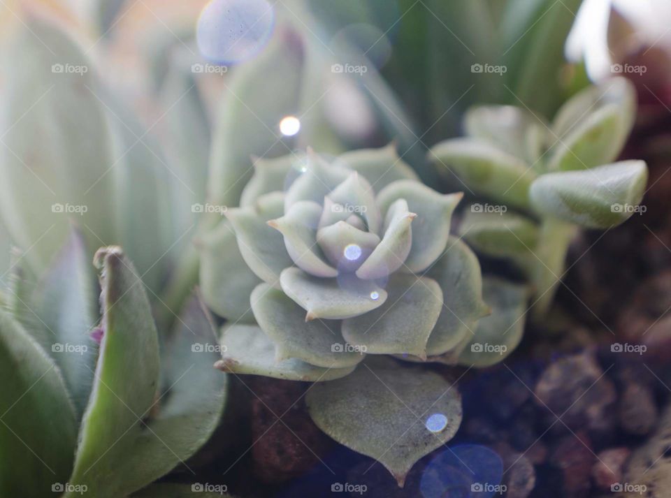 Light flares on a macro photo of a succulent house plant