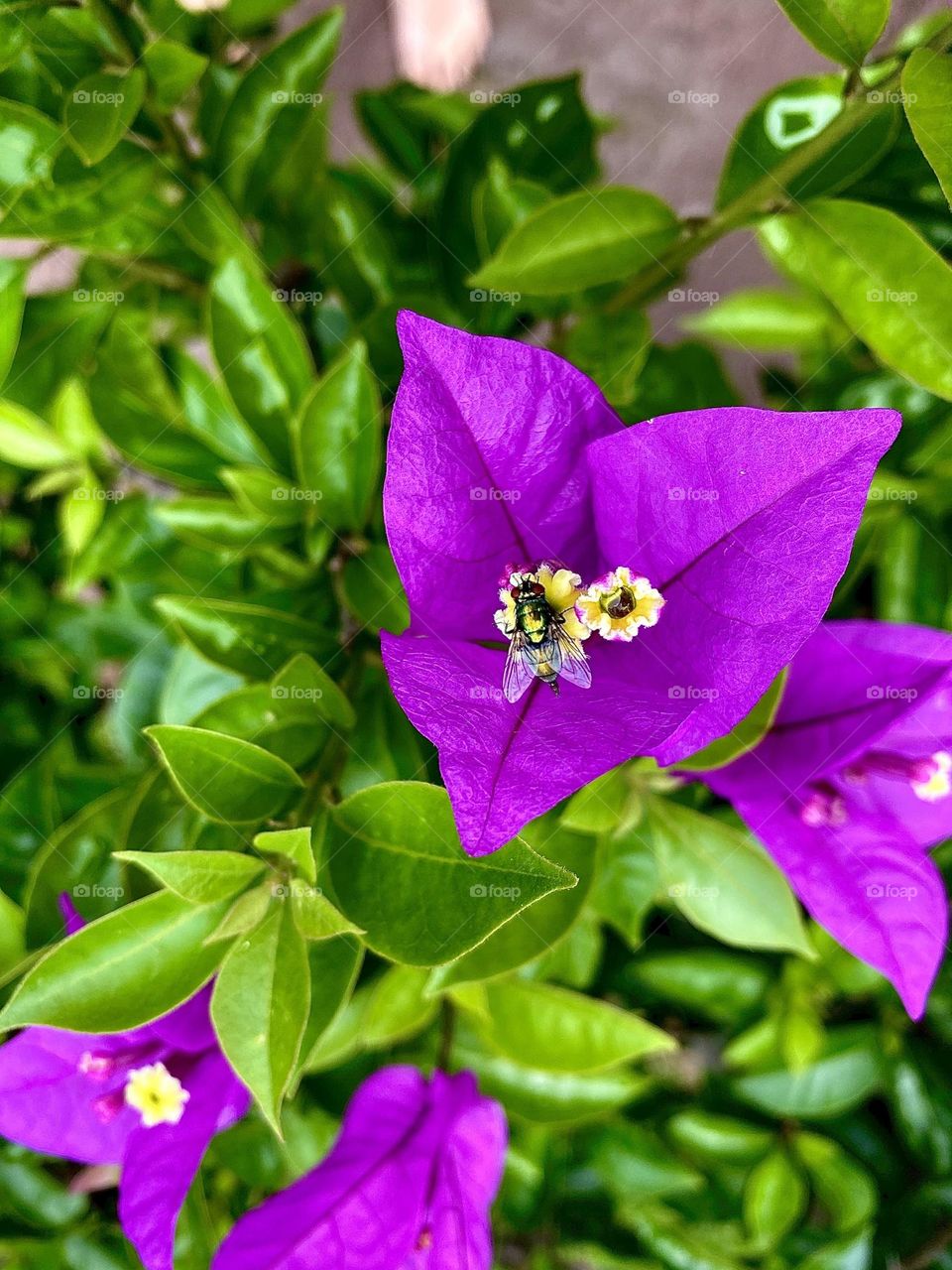 Purple flower with a fly on it