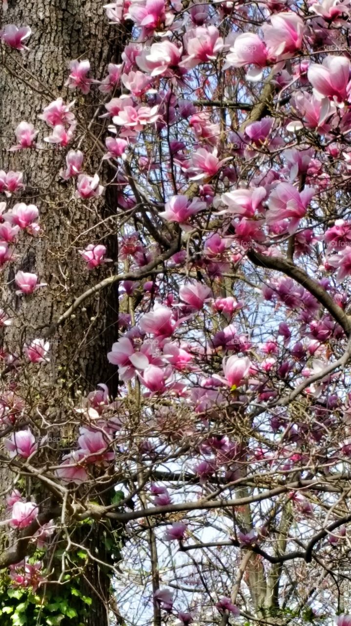tulip magnolia
