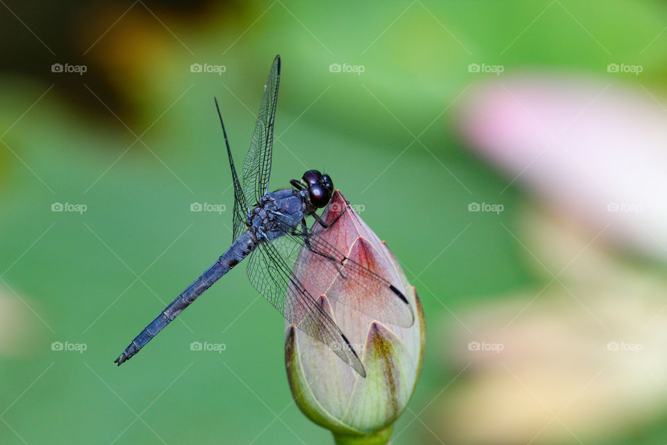 Dragonfly On A Water Lily Bud