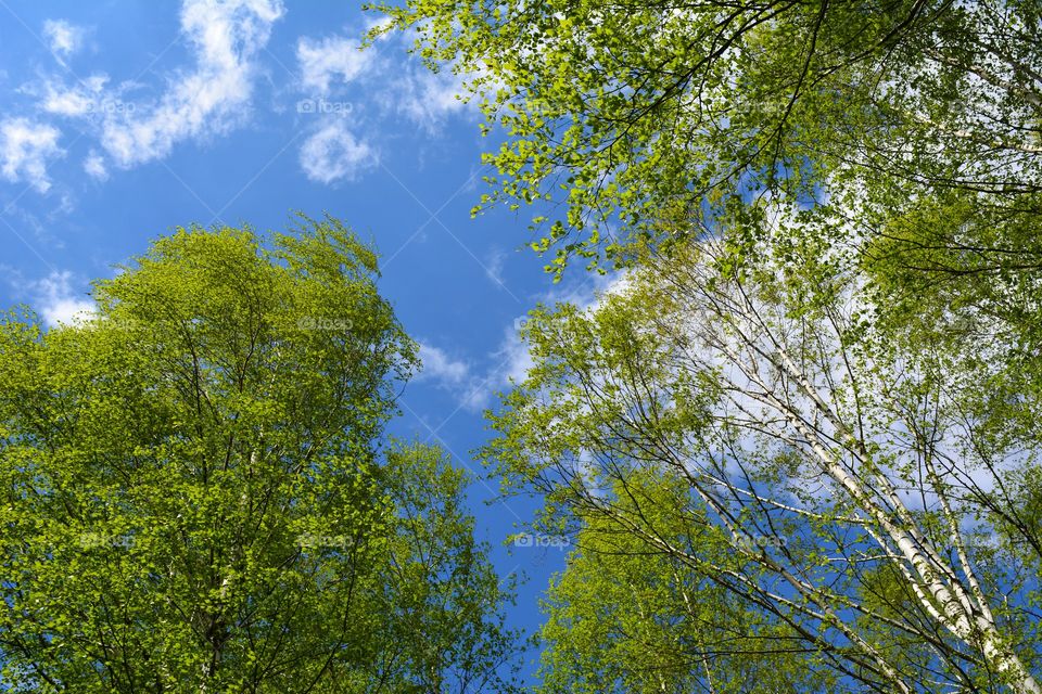 Tree, Landscape, Leaf, Nature, Wood