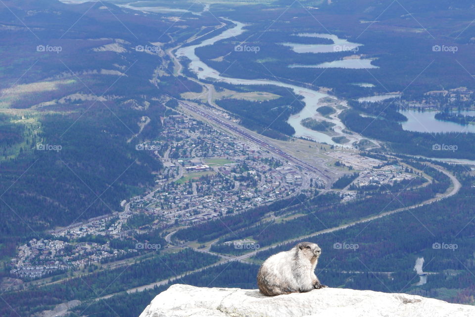 Marmot overlooking Jasper , Alberta , Canada 