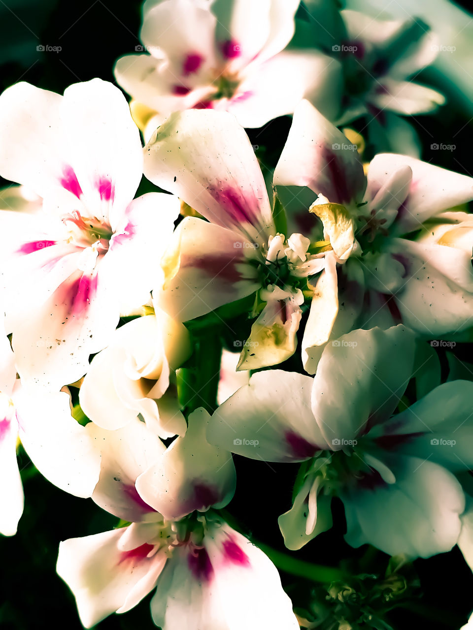 Flower, beautiful Geranium blooming...