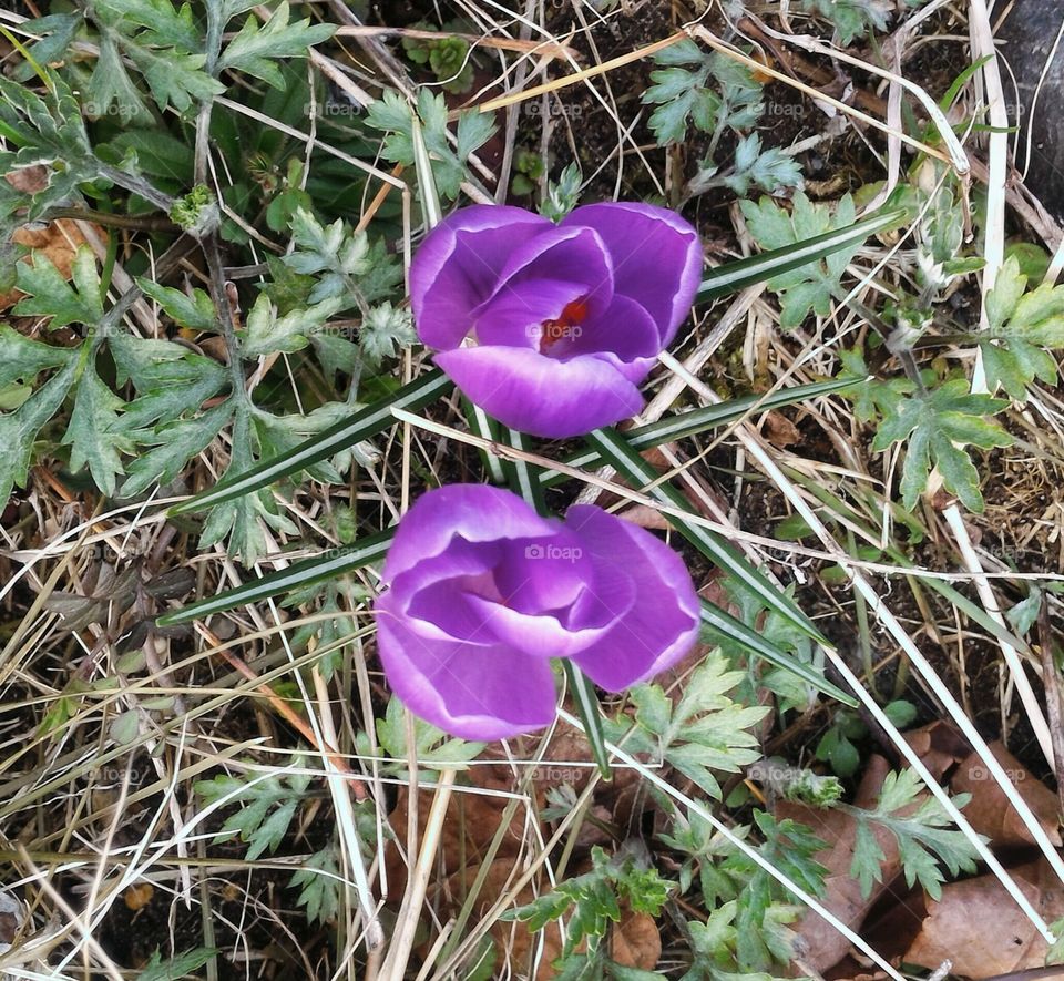Two purple flowers bringing in spring