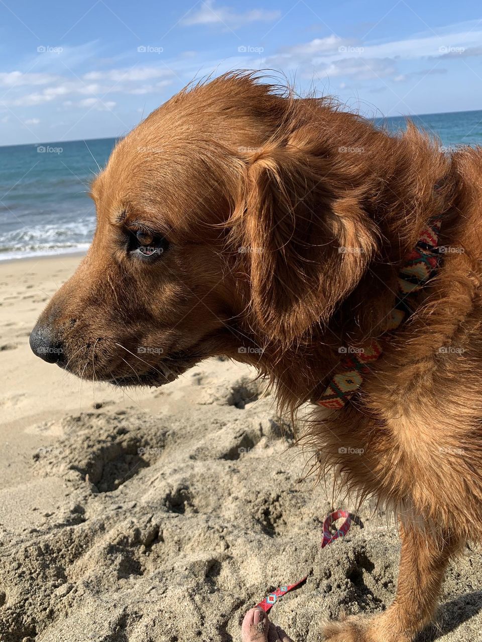 Mi mejor amigo Max en su día de playa ❤️