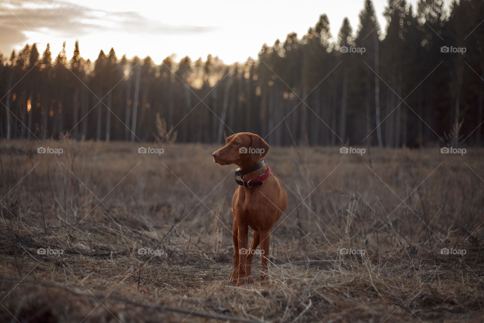 Hungarian vizsla playing outdoor at spring evening 