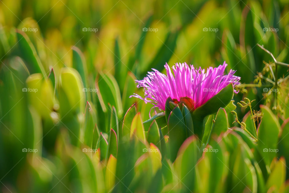 Purple flower blooming in field