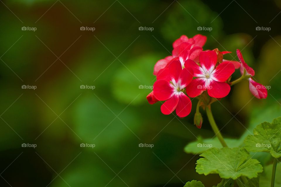 Close-up of red flower