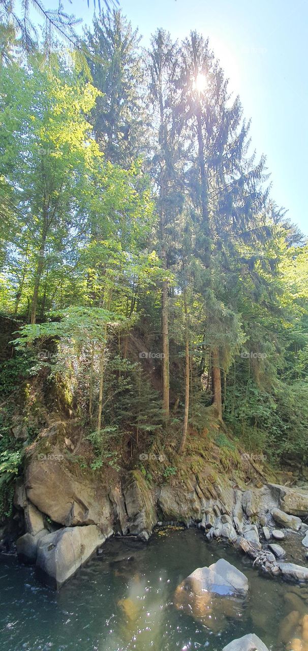 Trees and river