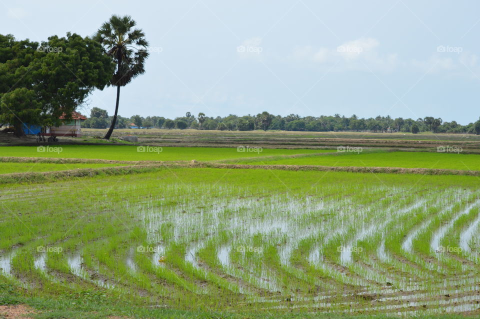 paddyifiled in srilankan village
