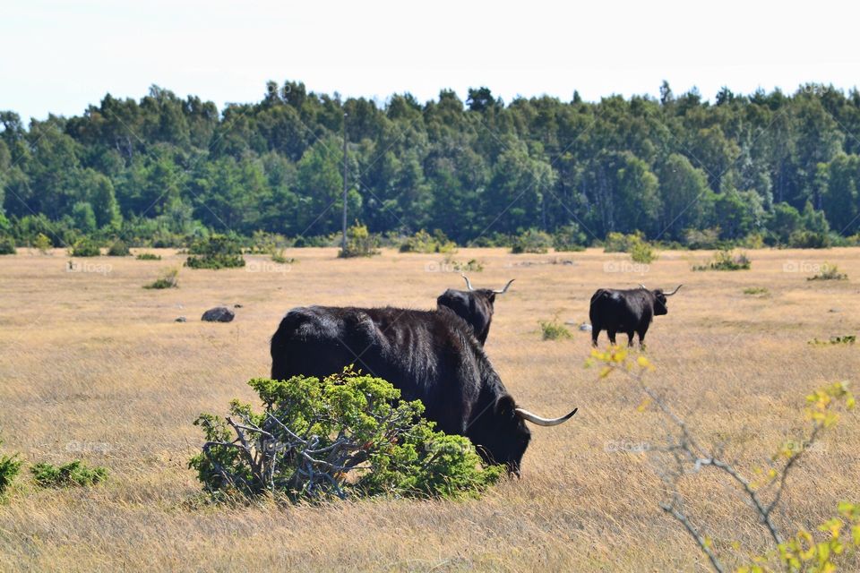 Mammal, No Person, Cattle, Cow, Outdoors