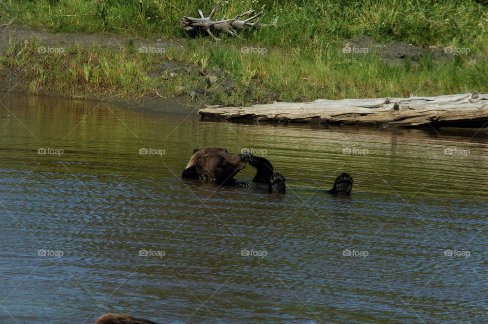 wildlife bears alaska blackbear by illusionfactory