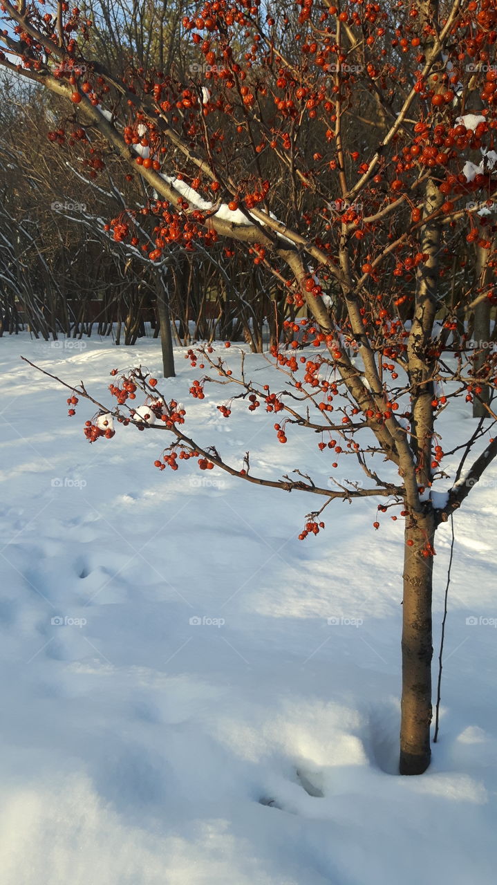 winter berries