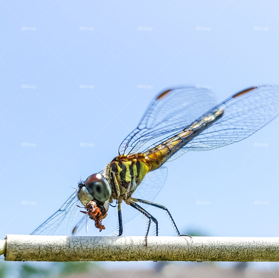 dragonfly perched on stem