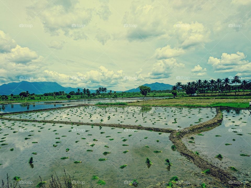 Agriculture - Farming land - irrigation water - reflection of sun, cloud, sky and trees