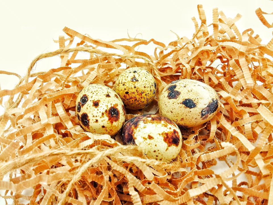 nest with four quail eggs on white background