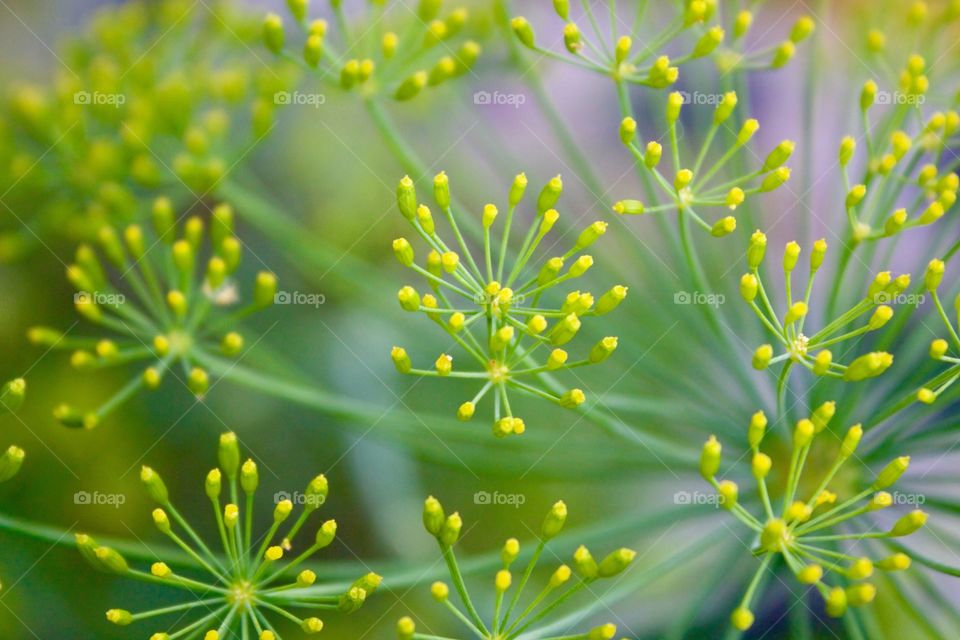 Dill weed flowers