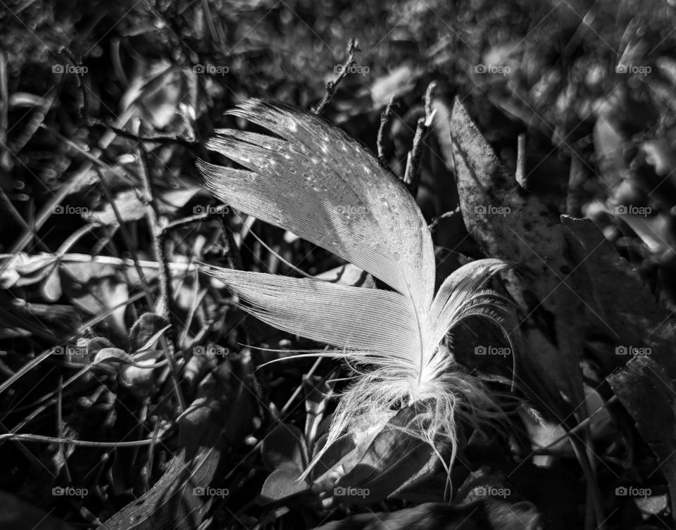 black-and-white feather with dew drops