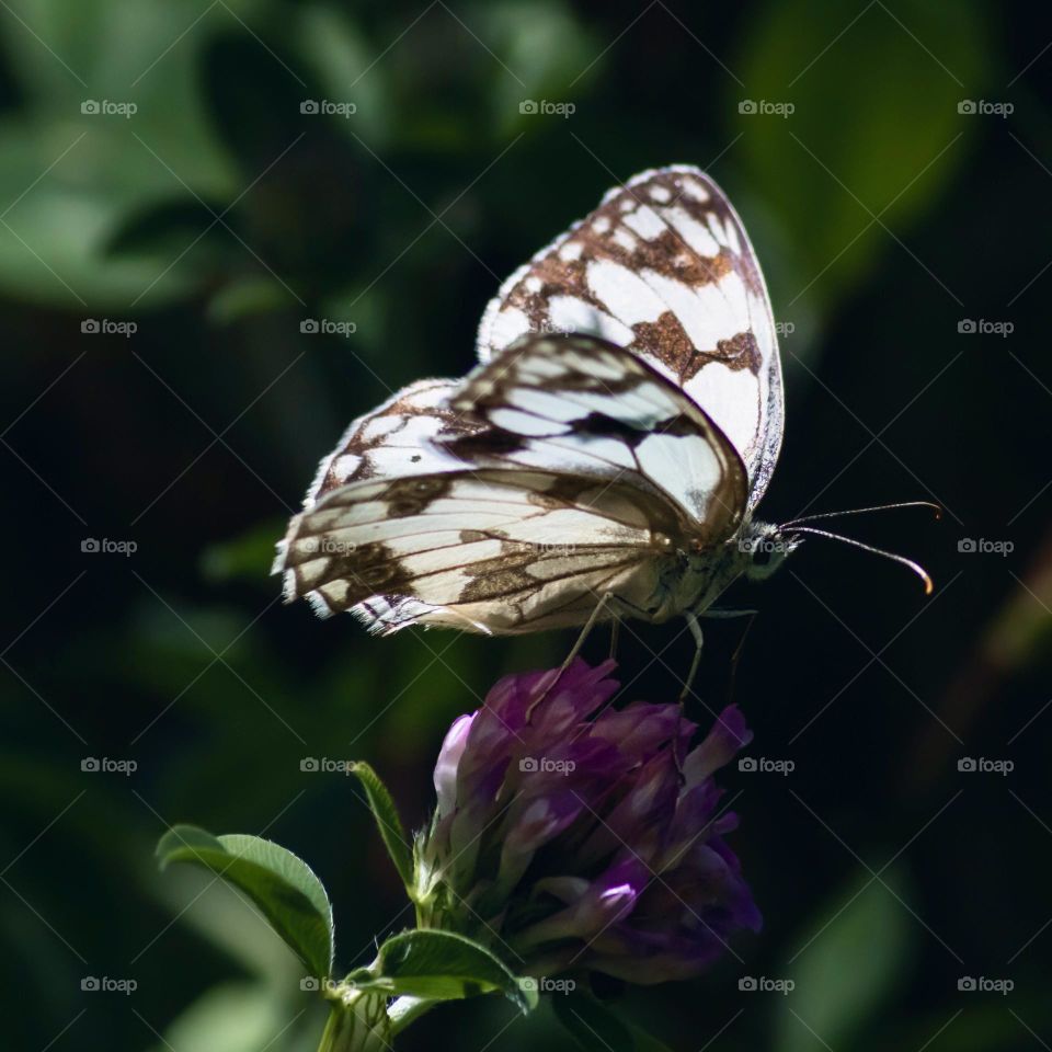 A white marbled butterfly’s wings catch the light as it lands on a pink clover flower