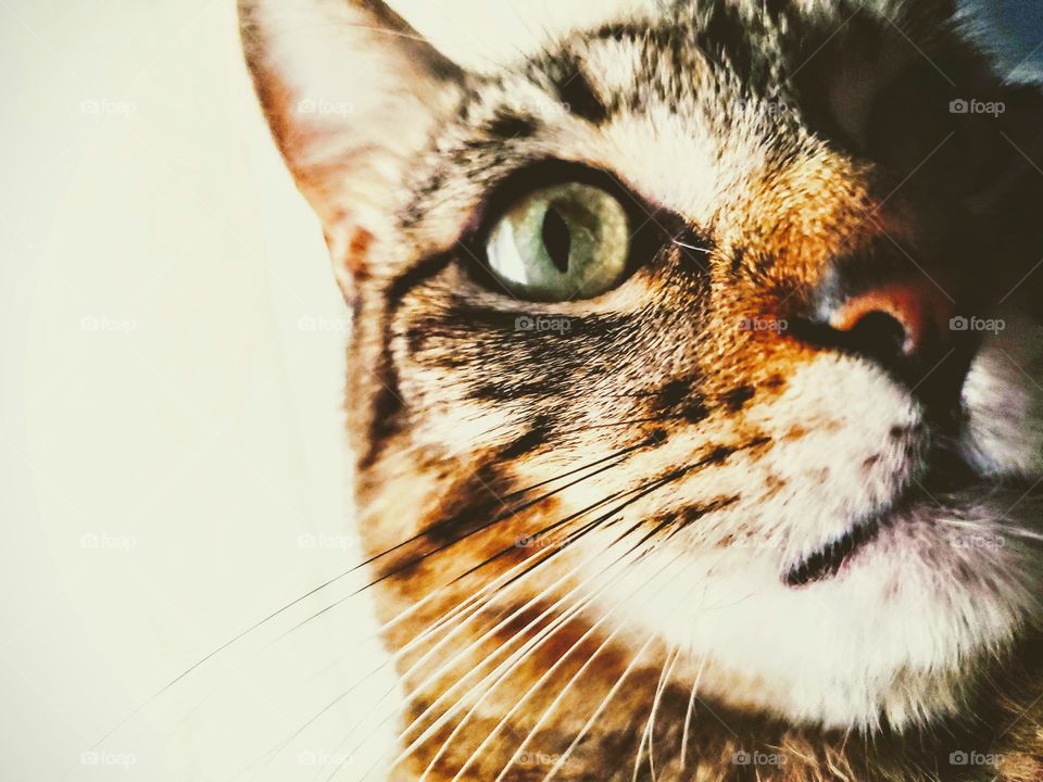 Tabby cat in front of camera lens looking with curiosity