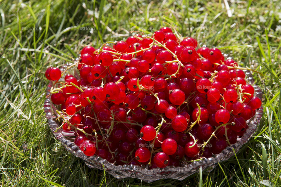 Red currant on glass dish placed in the grass 