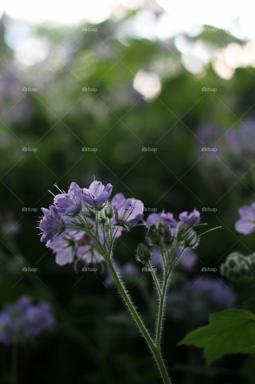 Backlit Flowers