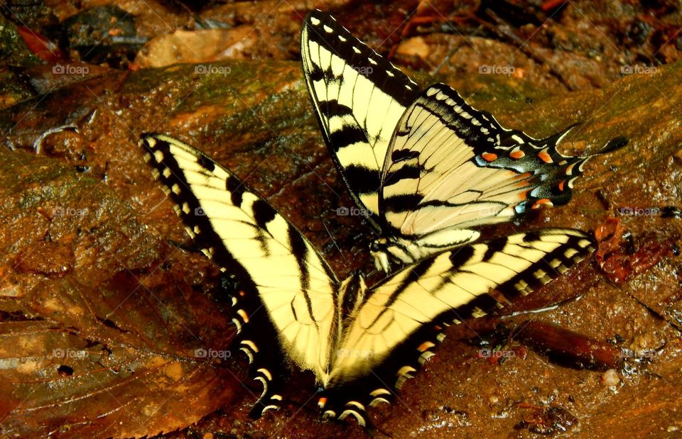 two yellow butterflies