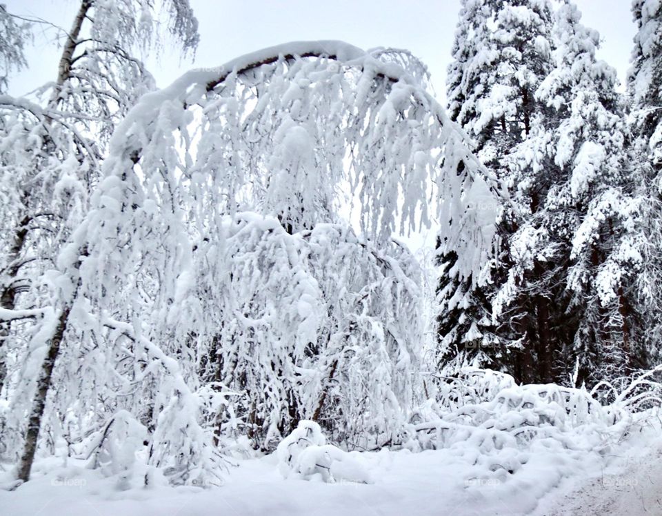 Snowy branch