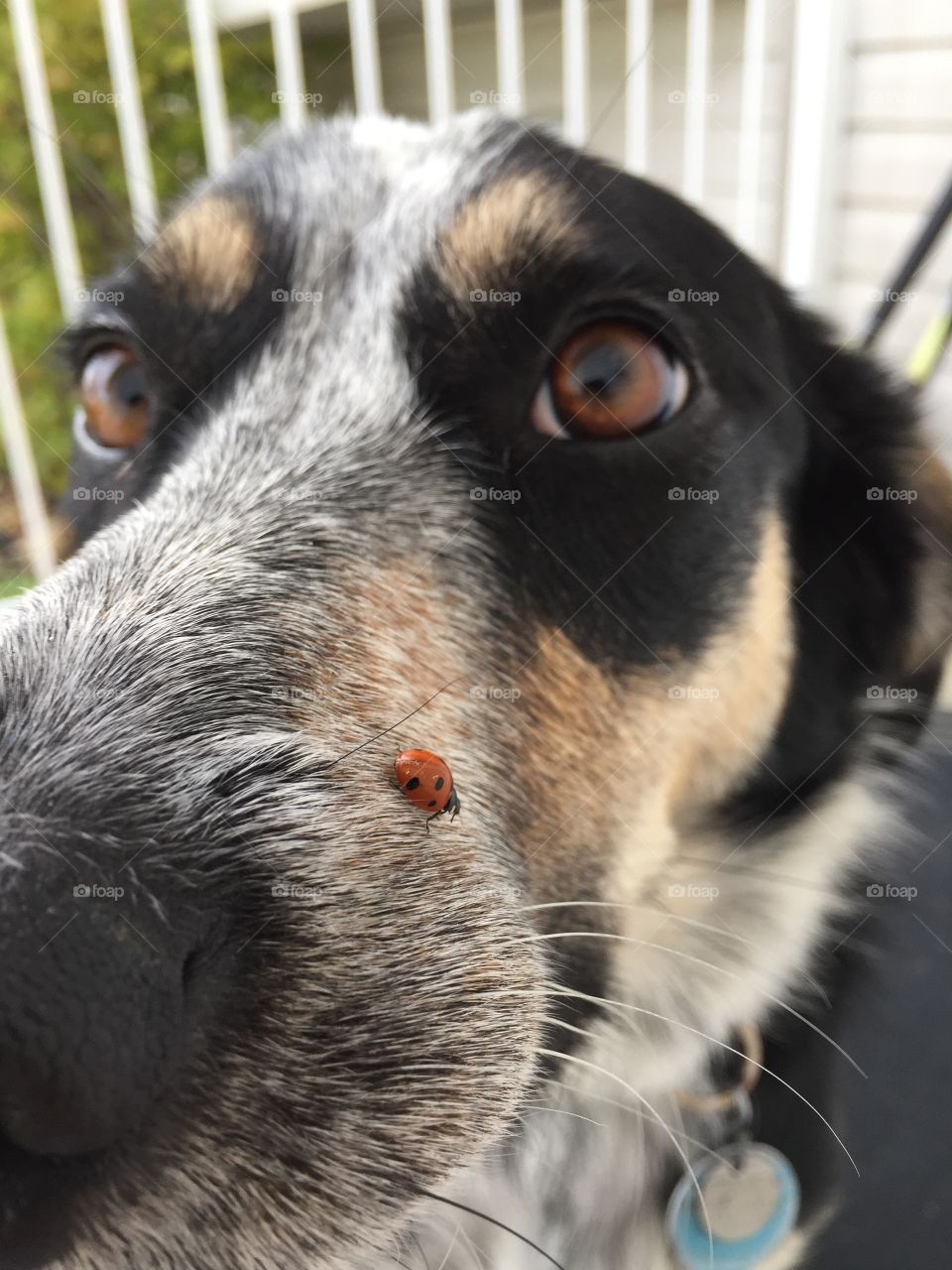 Ladybug & doggie