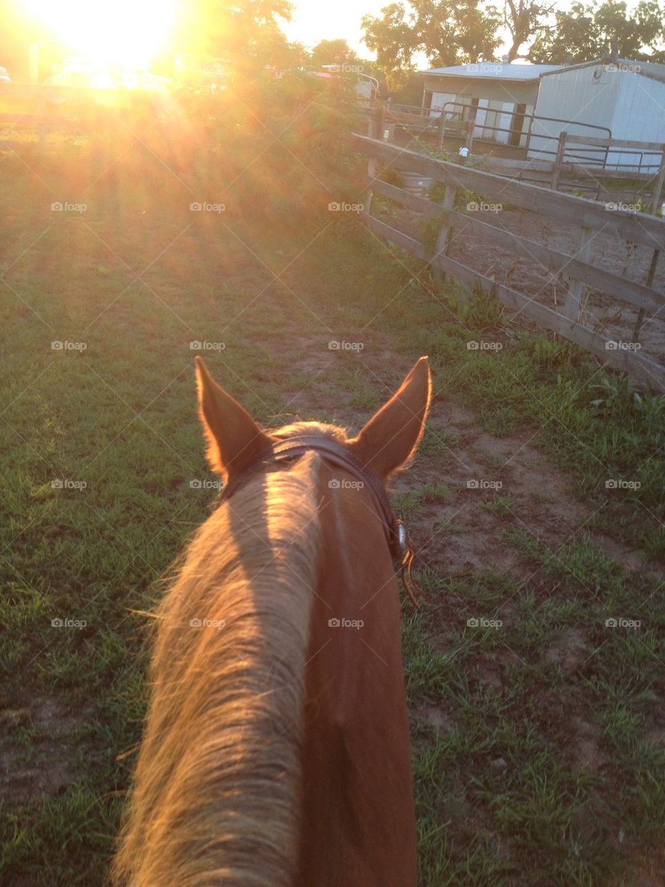 sun horse farm riding by leanderthal