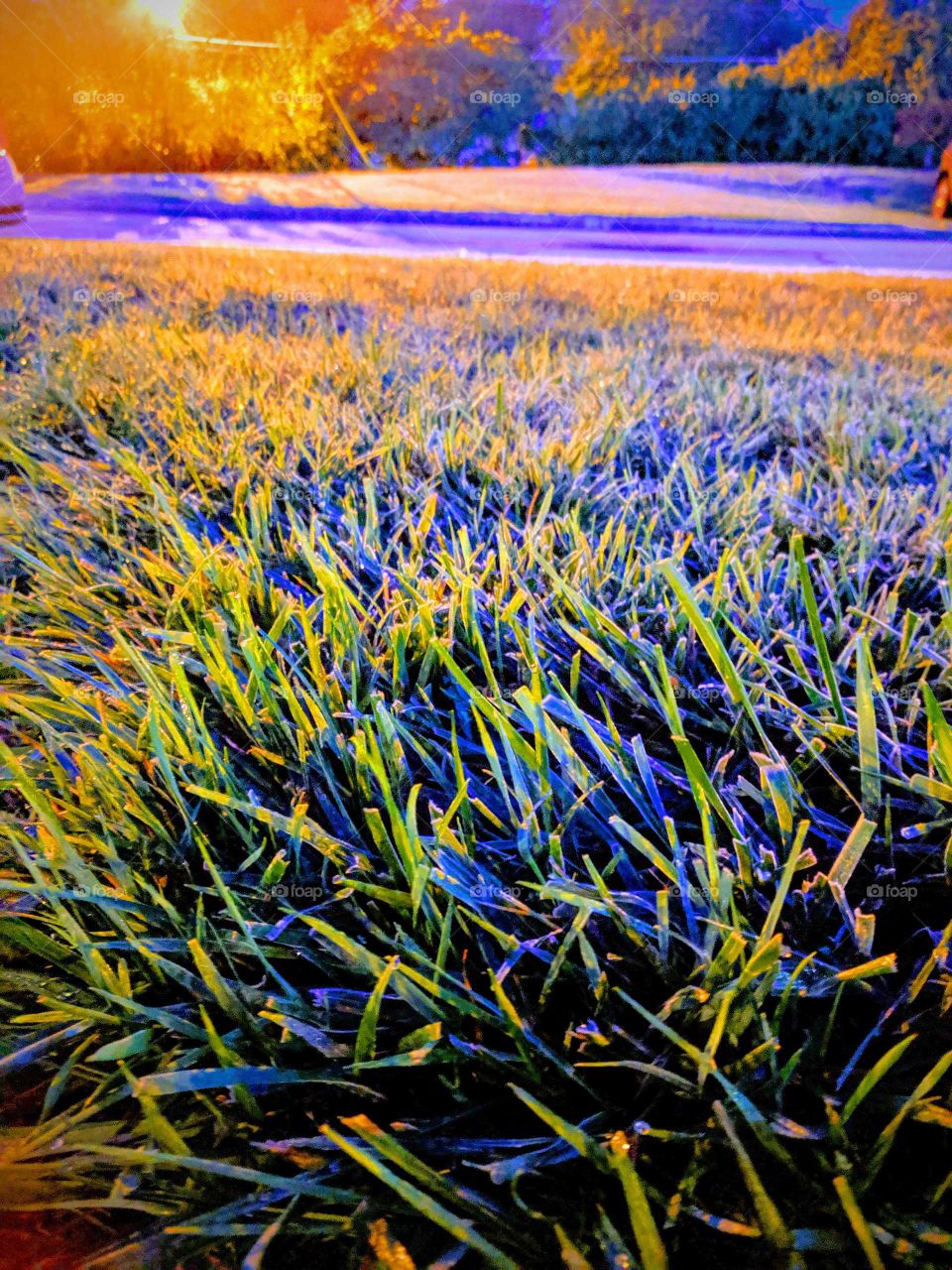 grass