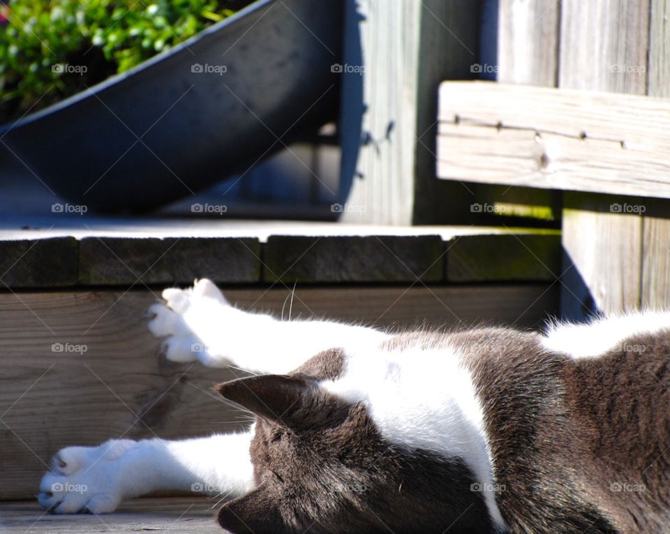 Cat stretching in the sun