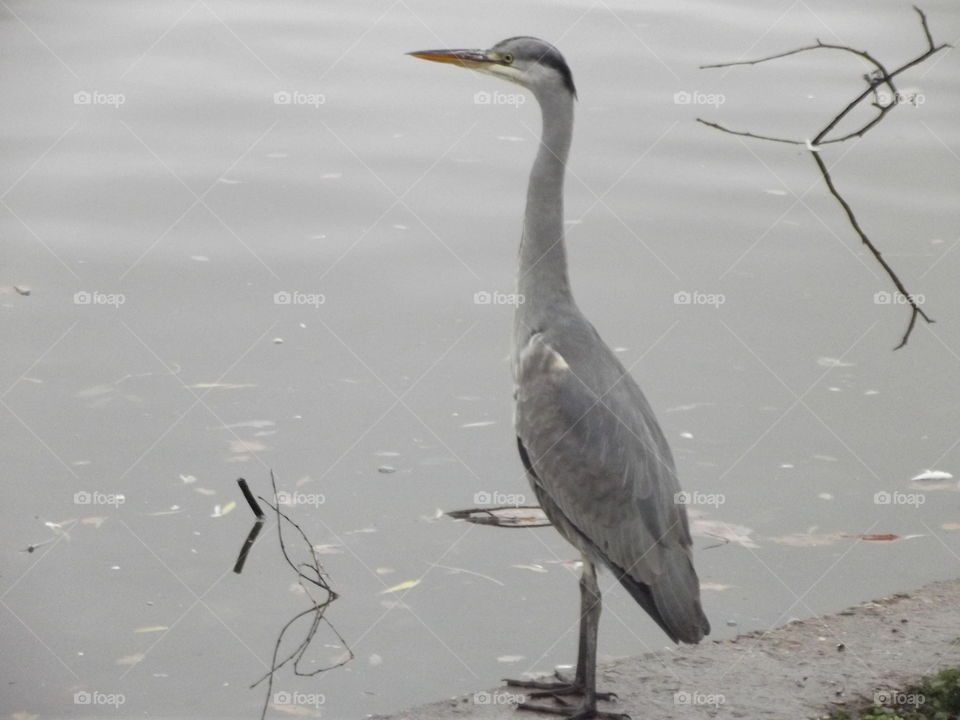 Grey Heron