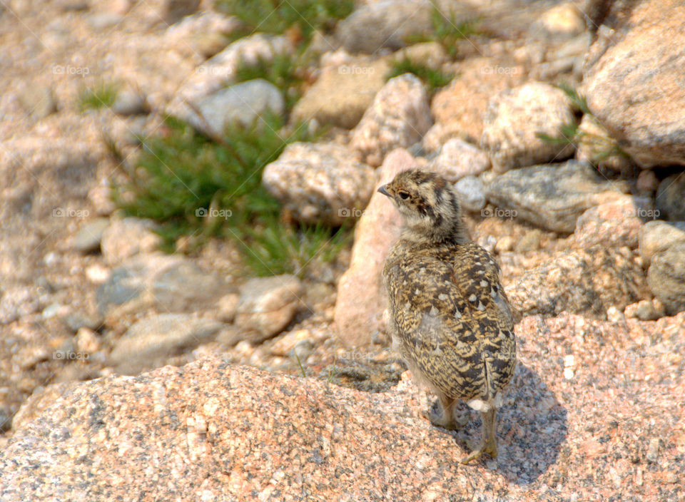 A newly hatched ptarmigan chick out exploring the alpine tundra on a sunny summer day.