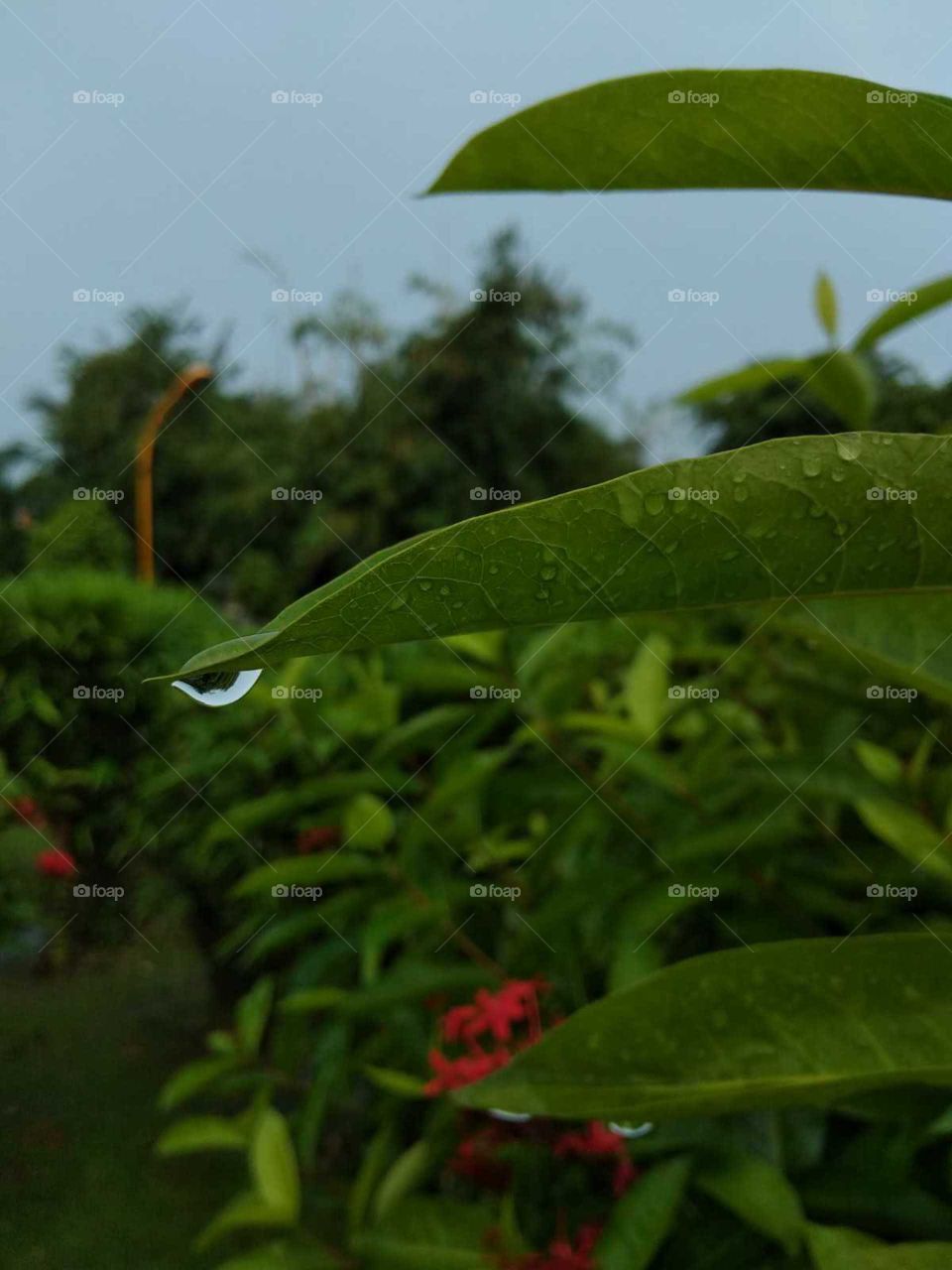 green leaves in the water drop