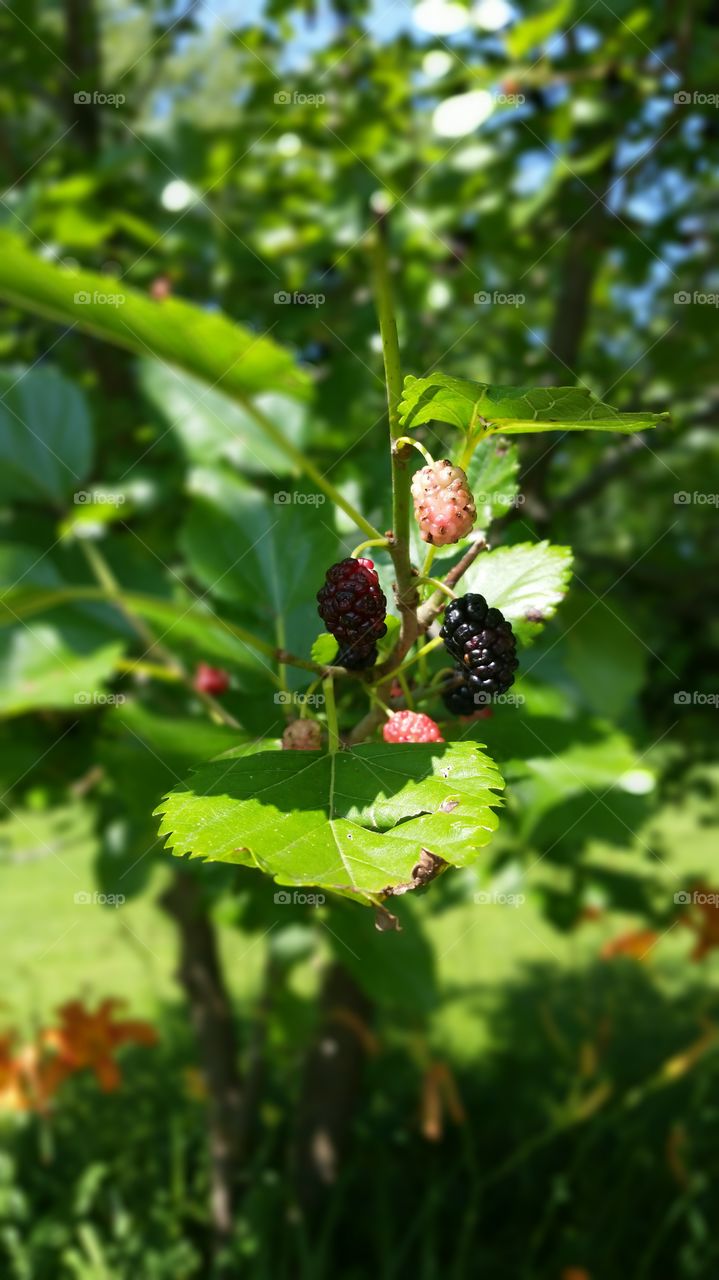 summer berries. Indiana