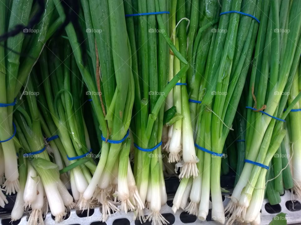 Green onions that is tied together with blue plastic, lined up.
