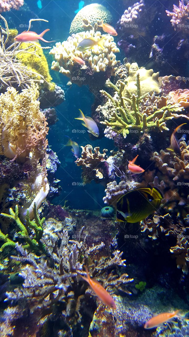 Musée Océanographique de Monaco