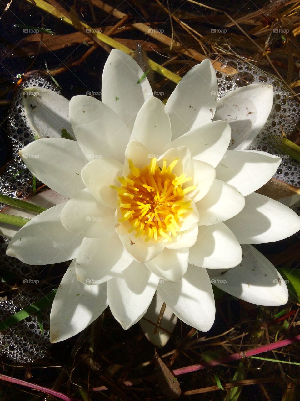 White Flash amongst blue water. White Water Lily in Alta Lake. 