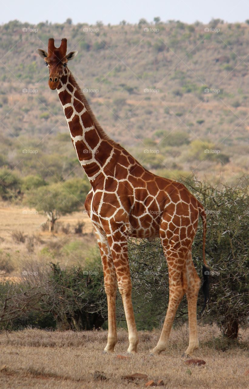 Wild giraffe in Lakipia county. 