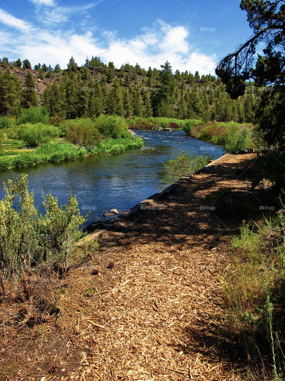 The beautiful blue Deschutes River winds through the woods alongside a nature trail near the Central Oregon town of Tumalo on a nice summer day.