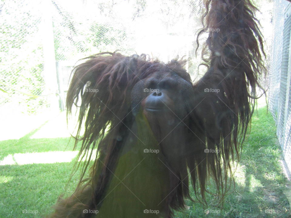 orangutan posing