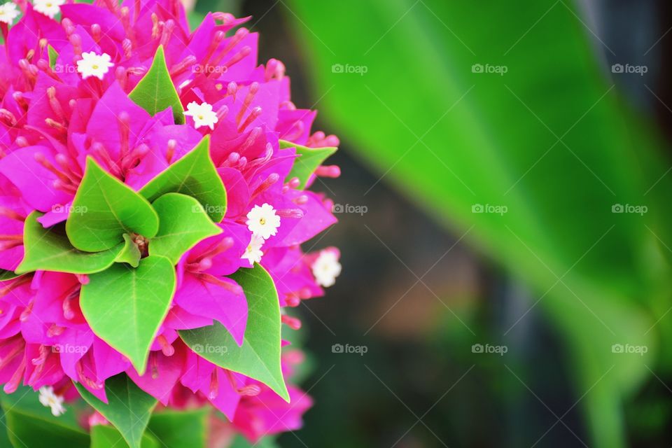 Beautiful pink flowers with green leaf background