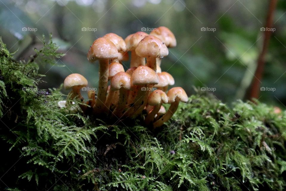 Mushrooms growth from the moss 